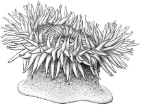 sunburst-anemone-anthopleura-sola-1-728